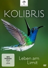 Kolibris - Leben am Limit